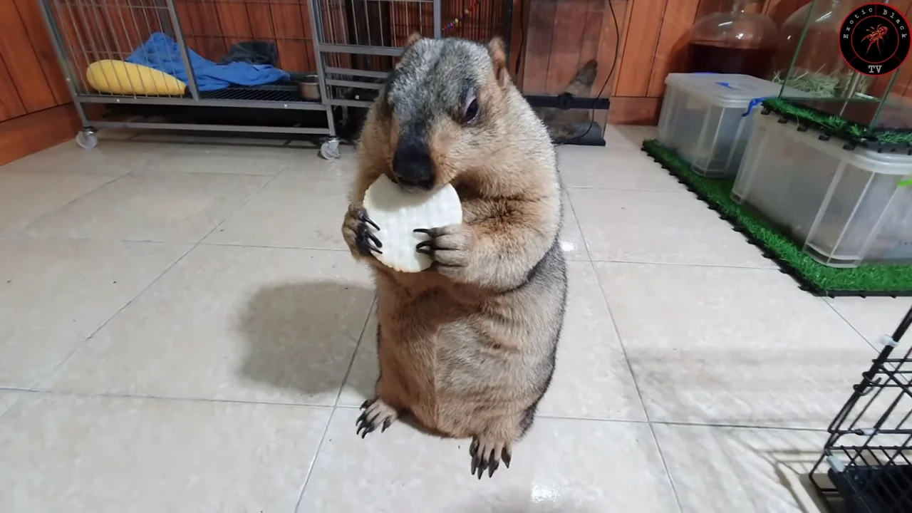 The crunching sound is made by marmots chewing.