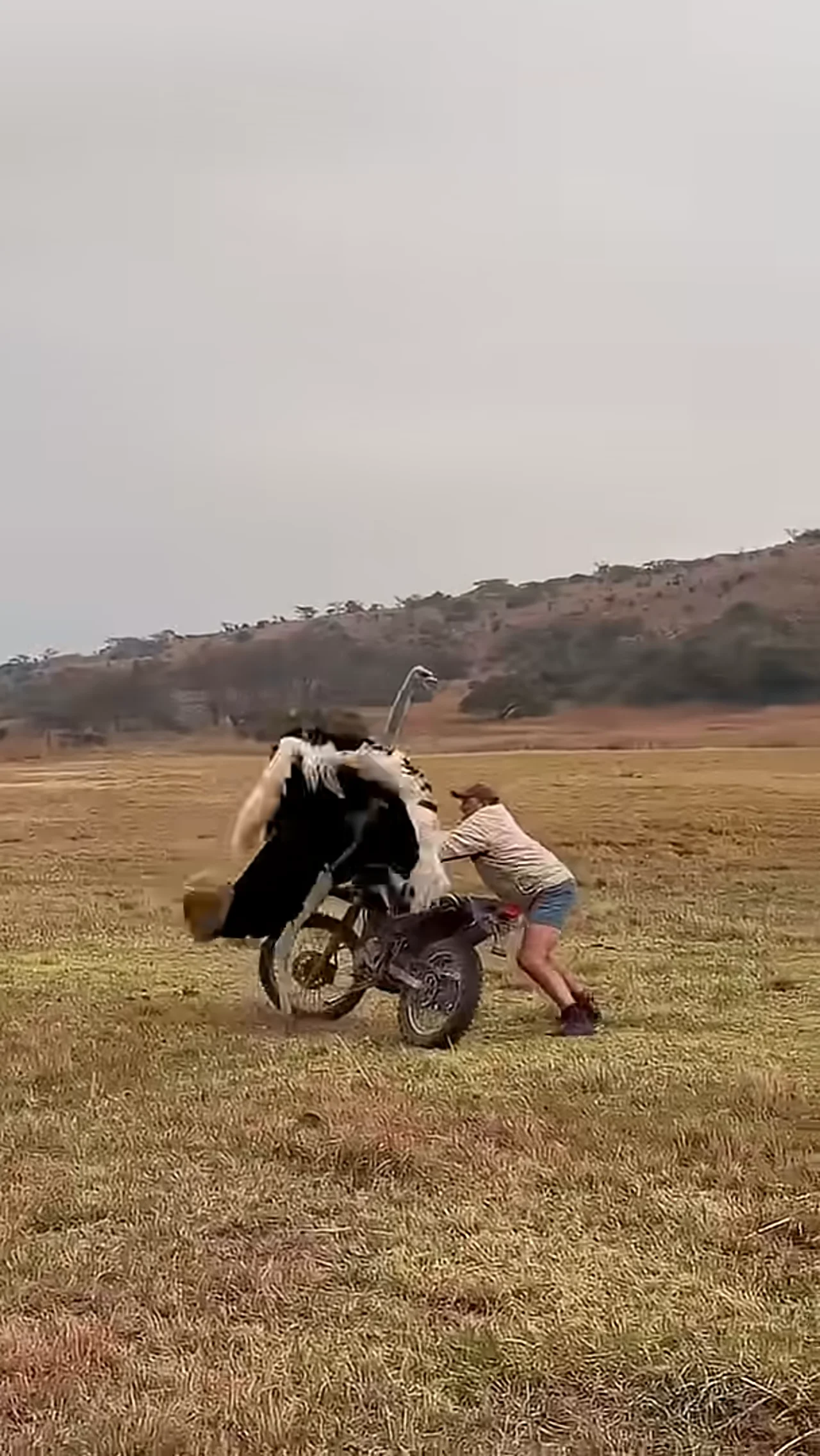 Ostrich attack man! South Africans are tough. #ostrich #farming #southafrica #jacquesgrobler