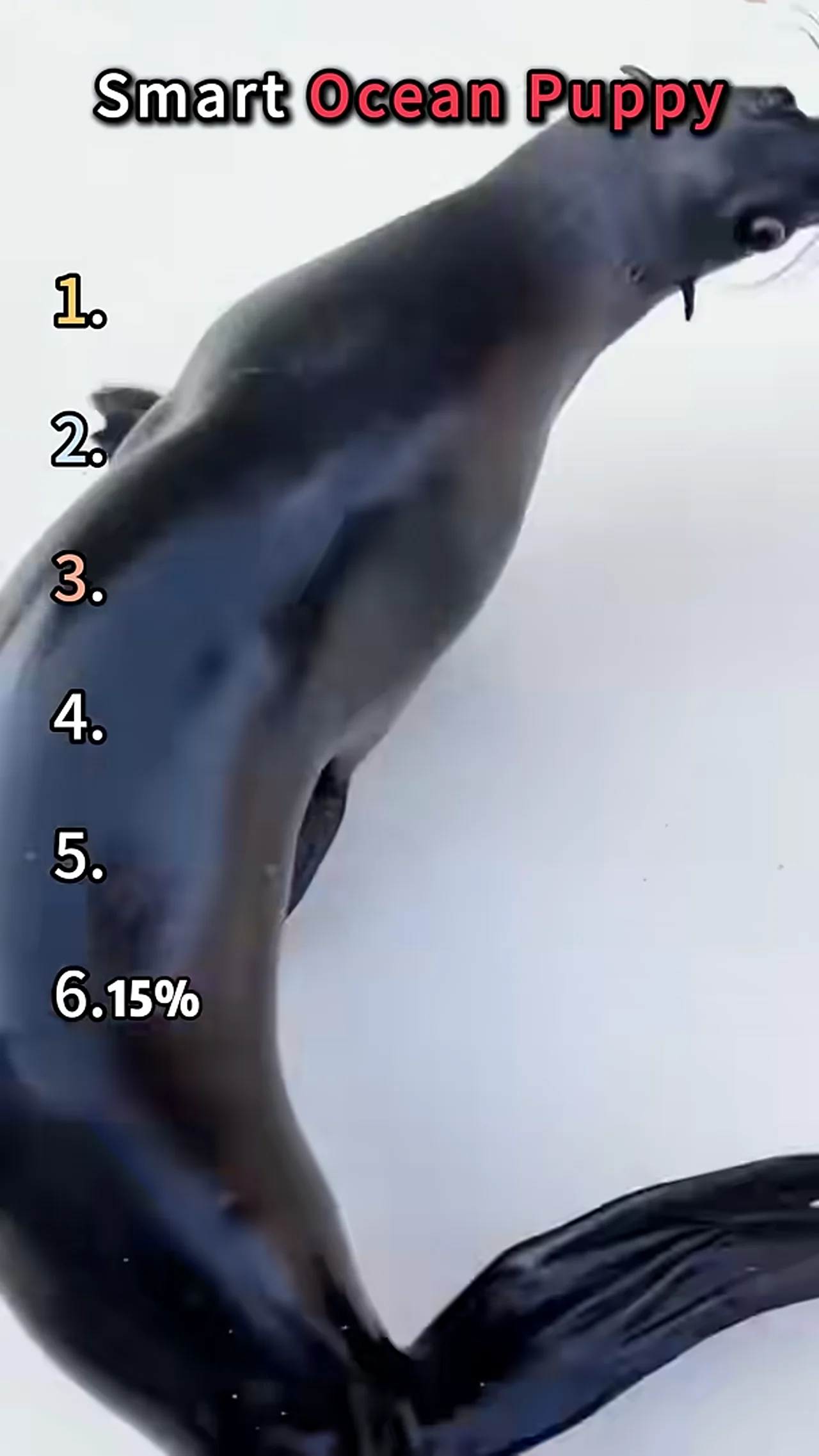 Why Do Sea Lions Do Such Weird Things?#animals#fyp#funny#viral#ocean