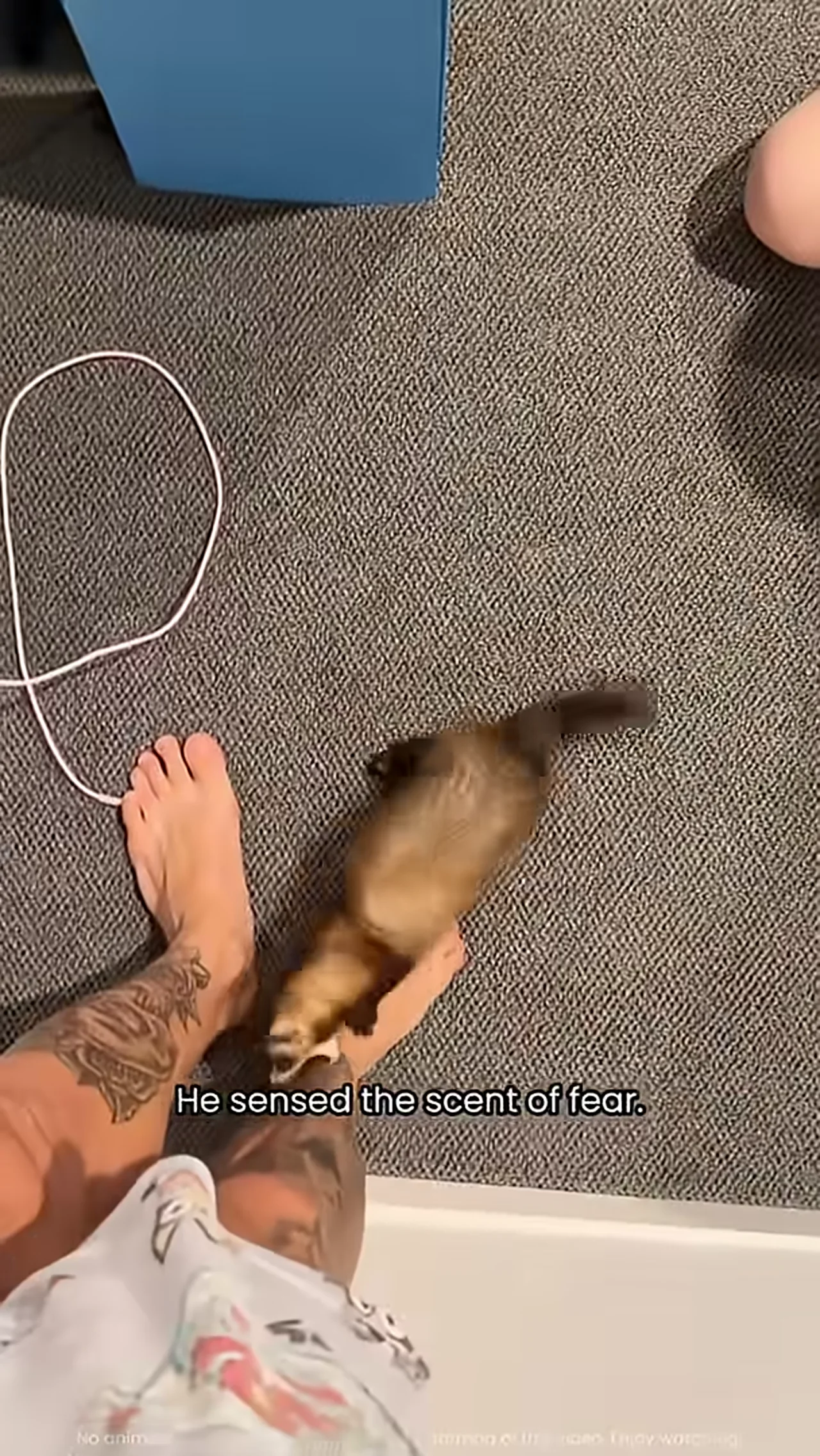 Ferret love… but with bites 😅#ferret #ferretlife #ferretlove #funnyferret #petferret