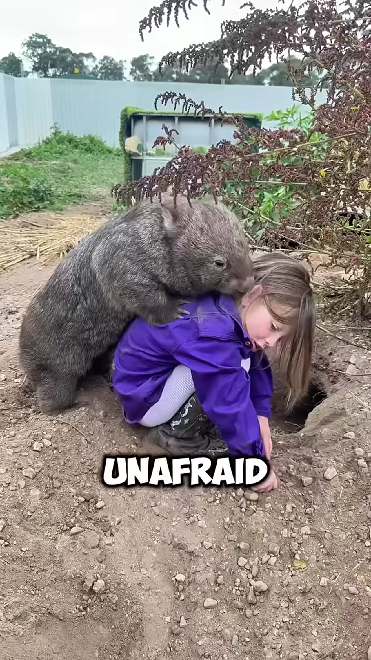 Wombat #animal #animallife #animalkingdom #lovely #cute