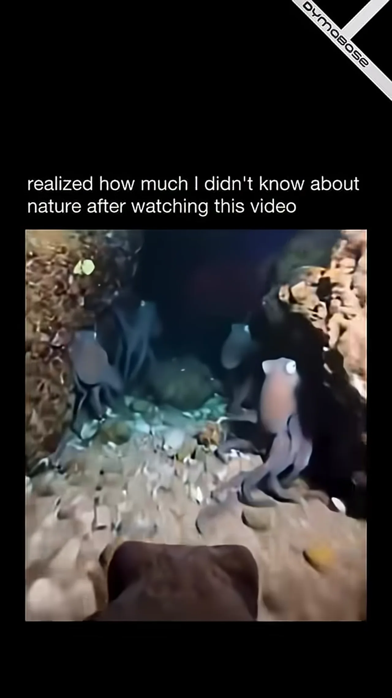 Realized how much I didn't know about nature after watching this video - Long Meme