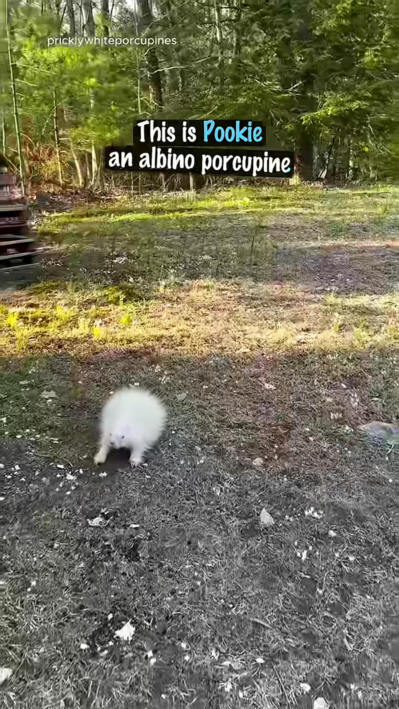 Albino Porcupine Comes Back Every Day for Kindness 🥹❤️