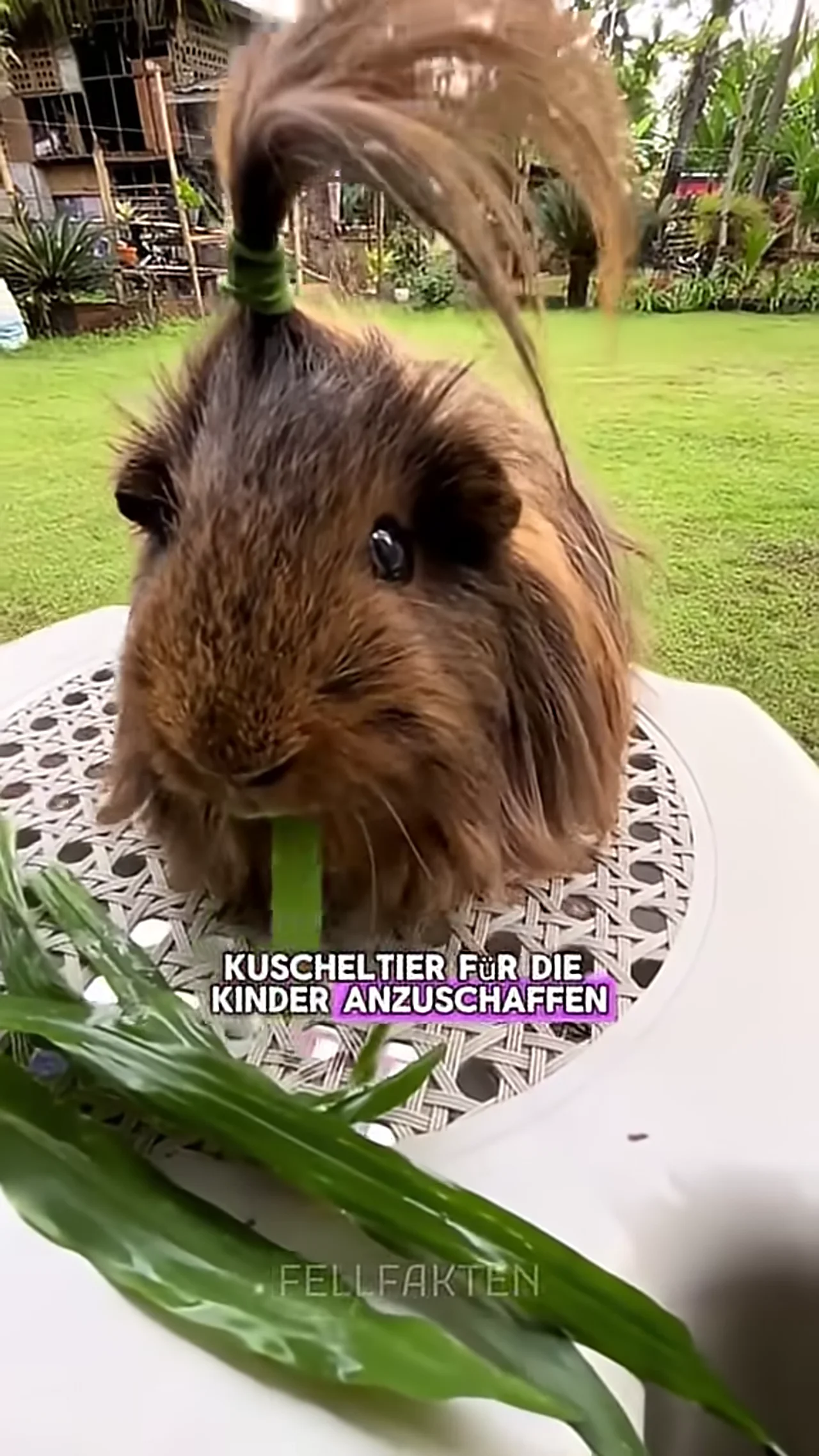 Warum Meerschweinchen das schlimmste Haustier sind