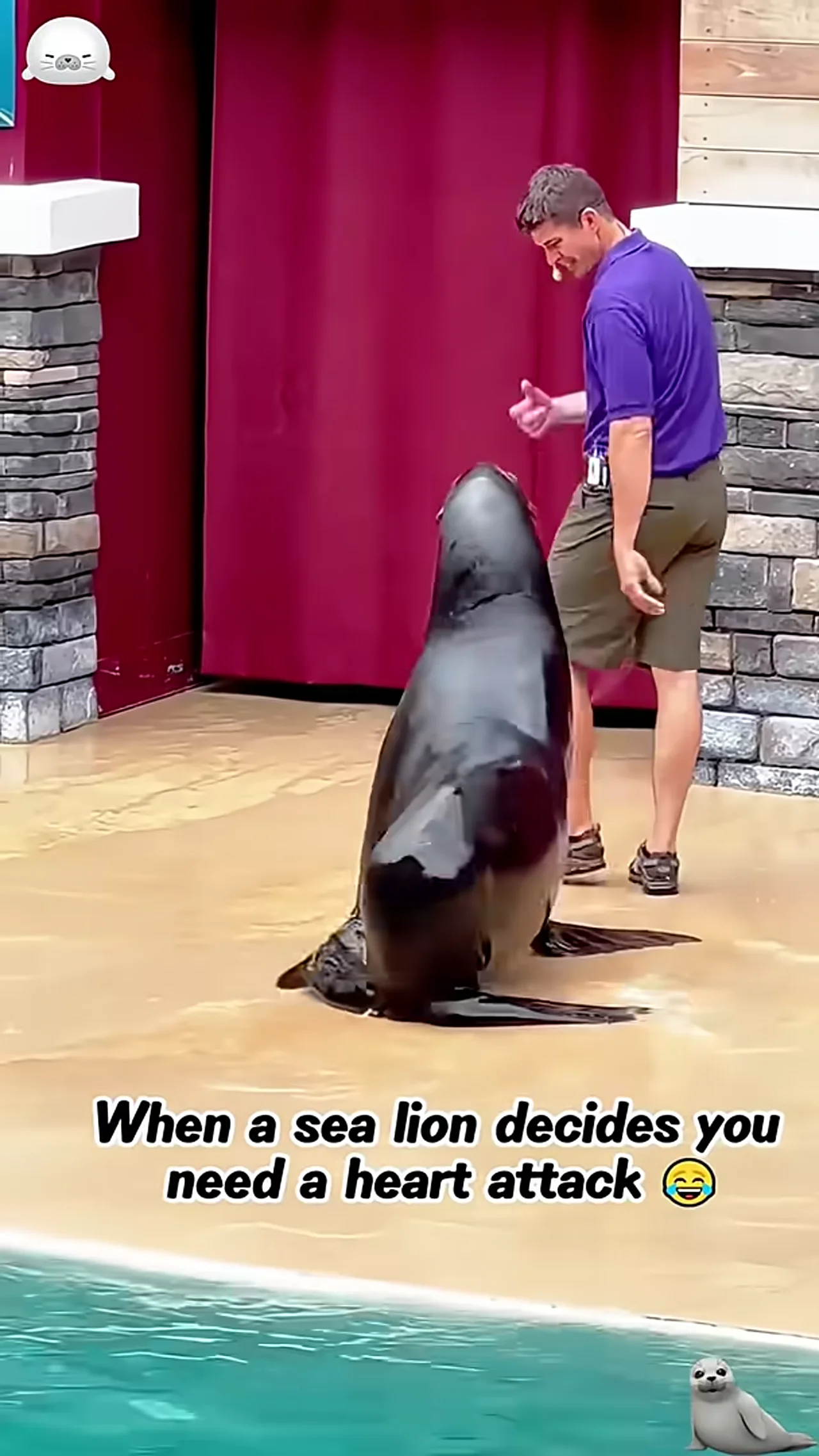 Seals are basically the ocean’s version of dogs#Seal #CuteAnimals #Wildlife #AnimalTok #nature