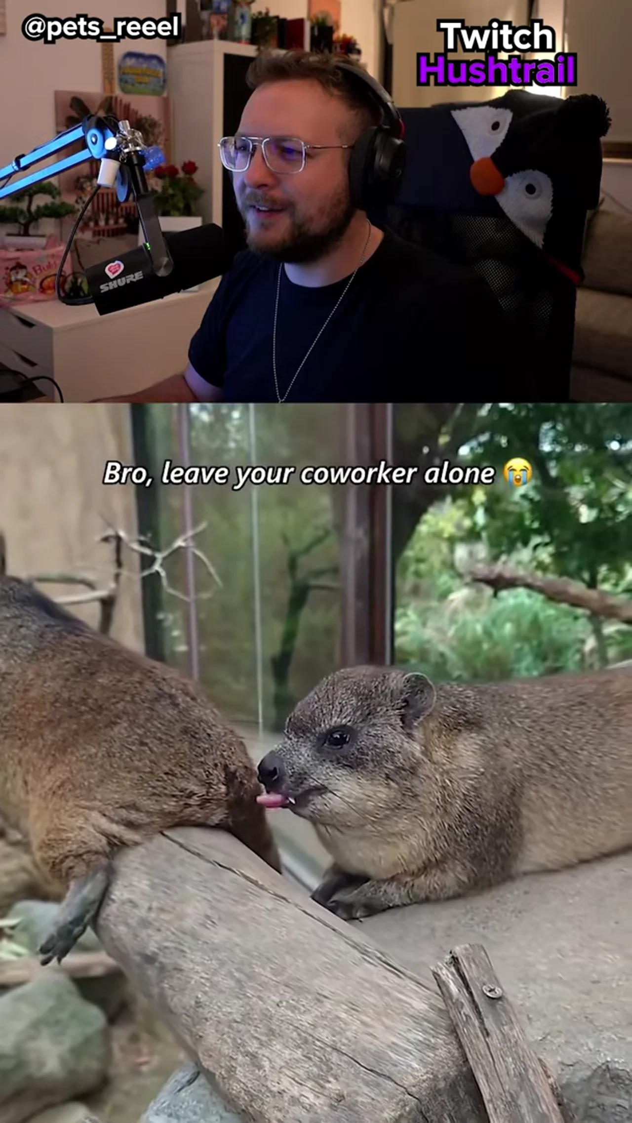 Die BESTEN Hyrax Clips! 
Ich liebe Hyraxe!
#hyrax #klippschliefer #schliefer #cute #animal #zoo