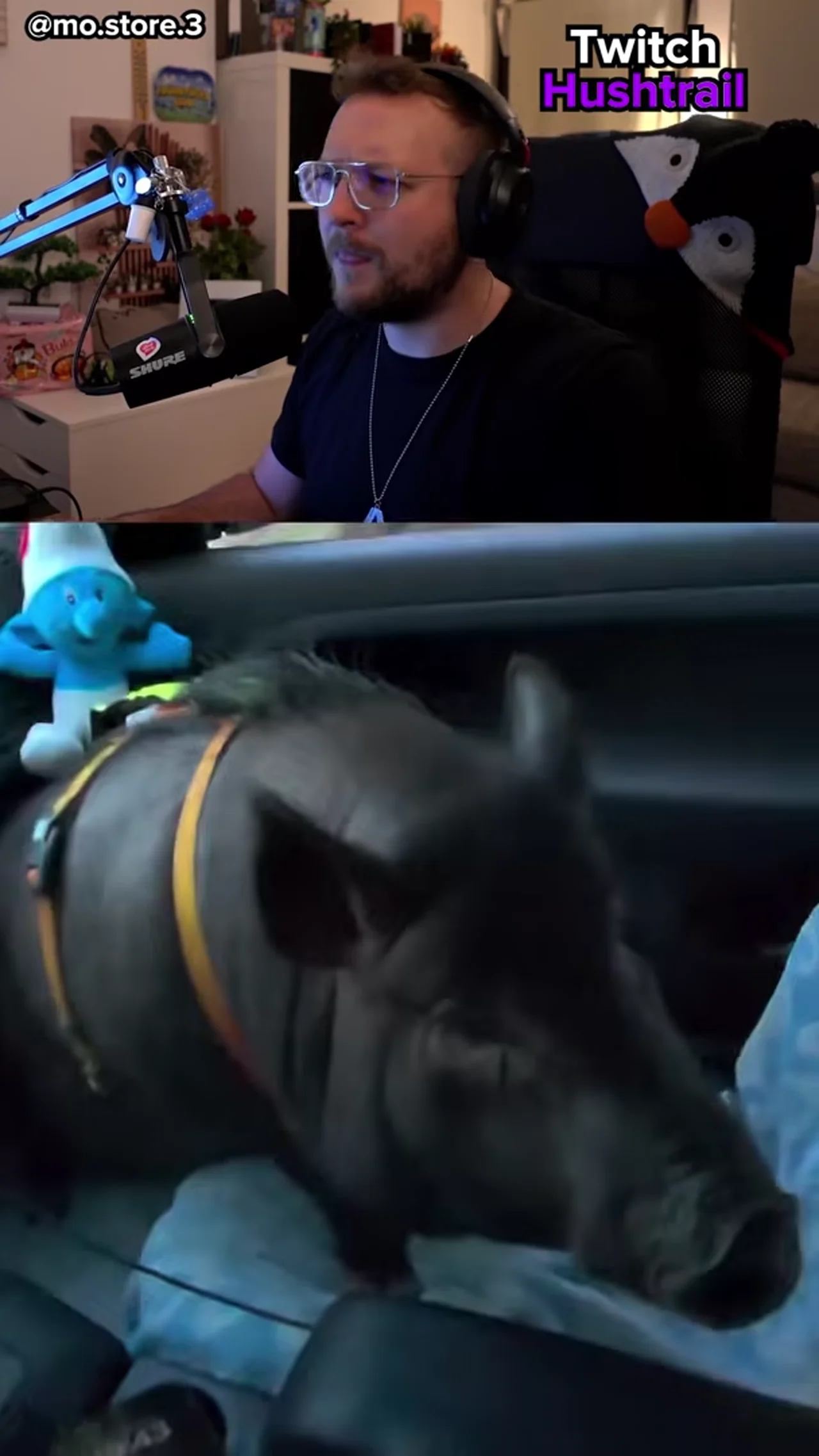Ich Liebe das Internet für sowas.
#pumba #schwein #car #funny #humor #reaktion